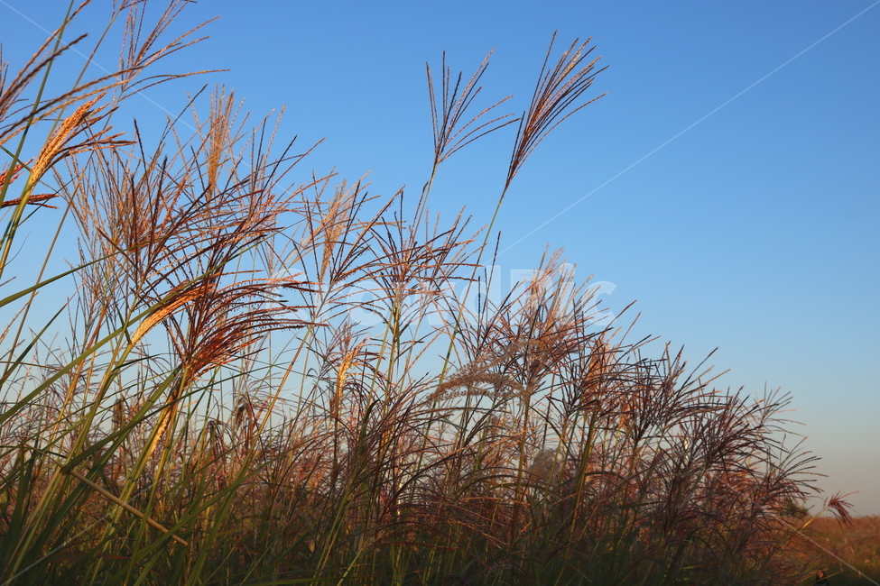 억새,억새풀,식물,자연,가을,벼과,가을,계절,fall,autumn,season,grass,잔디,plant,lawn,reed,갈대