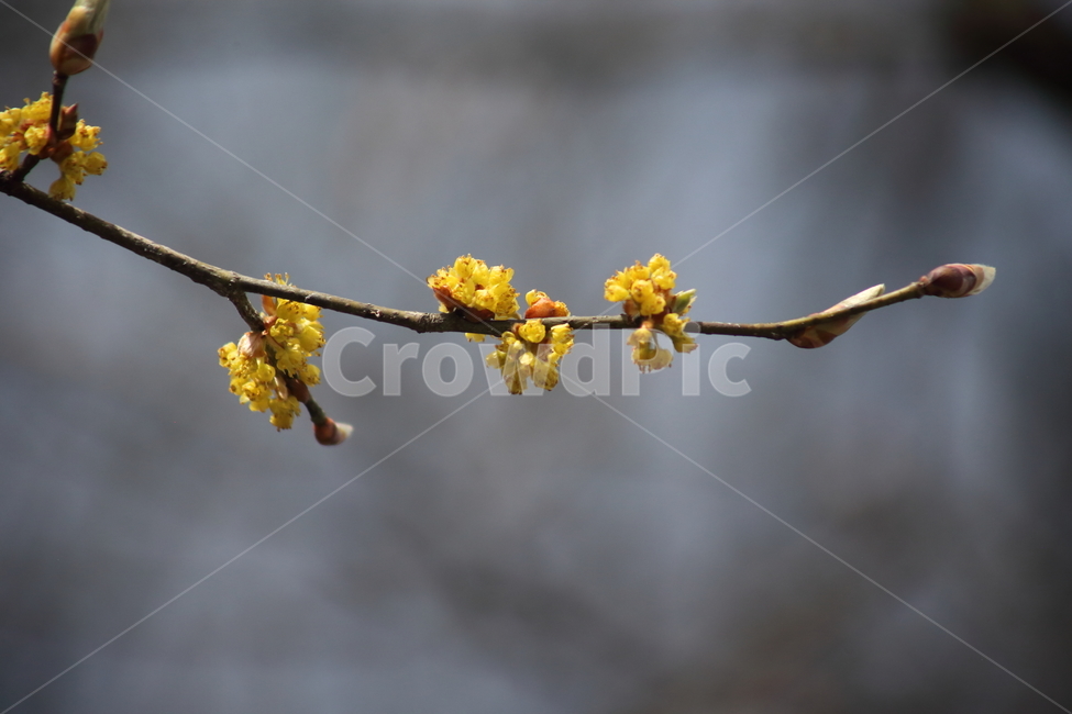꽃,생강나무,식물,봄,japanesespicebush,봄,계절,spring,season,식물,자연,plants,nature,꽃,flower,plant