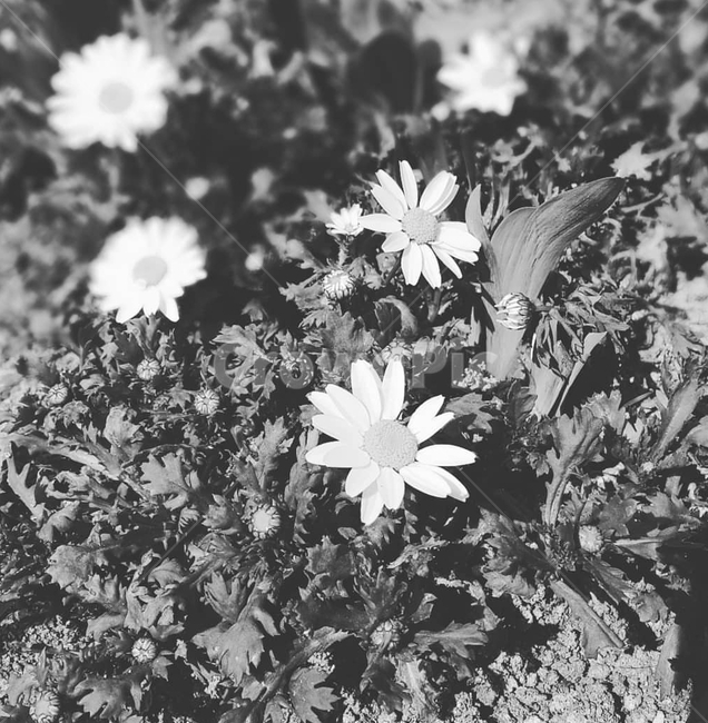 plant,데이지,식물,꽃,flower