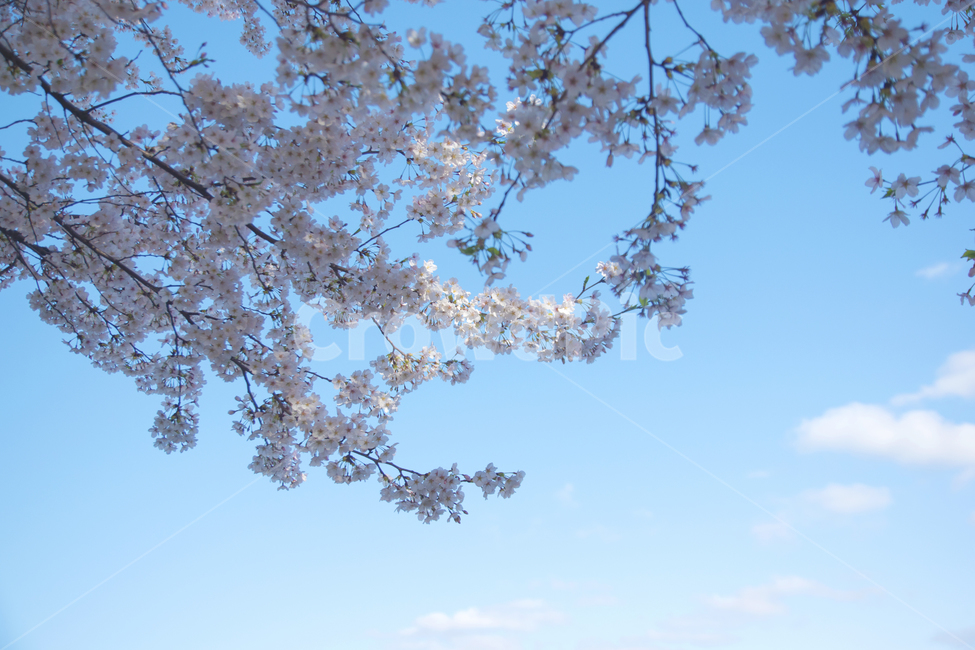 하늘,봄꽃,꽃,벚꽃,봄,봄,계절,spring,season,식물,자연,plants,nature,꽃,flower,plant,blossom