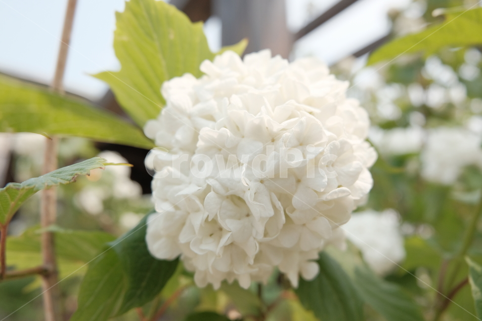 꽃,하얀,길,여름,flower,white,street,summer