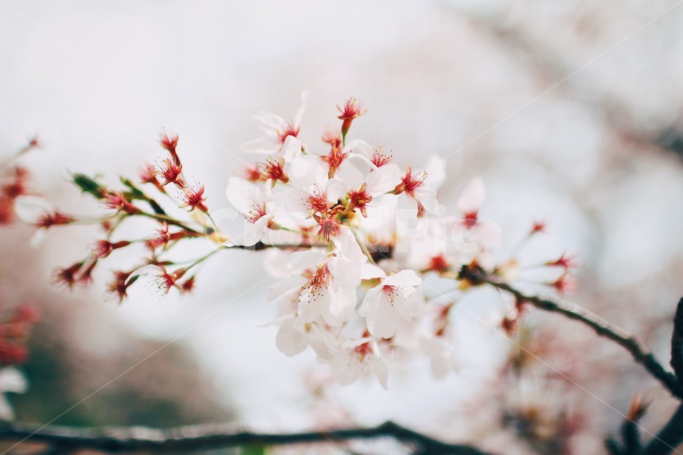 봄,벚꽃,꽃,접사,자연,식물,자연,plants,nature,꽃,flower