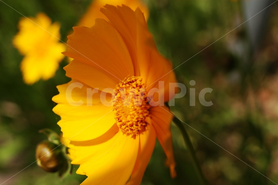 꽃,노란꽃,금계국,접사사진,flower,yellow,식물,자연,plants,nature,꽃,flower,감성,sensible,feeling