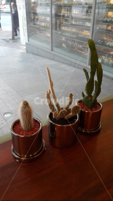 선인장,식물,plant,창가,cactus,화분,선인장류