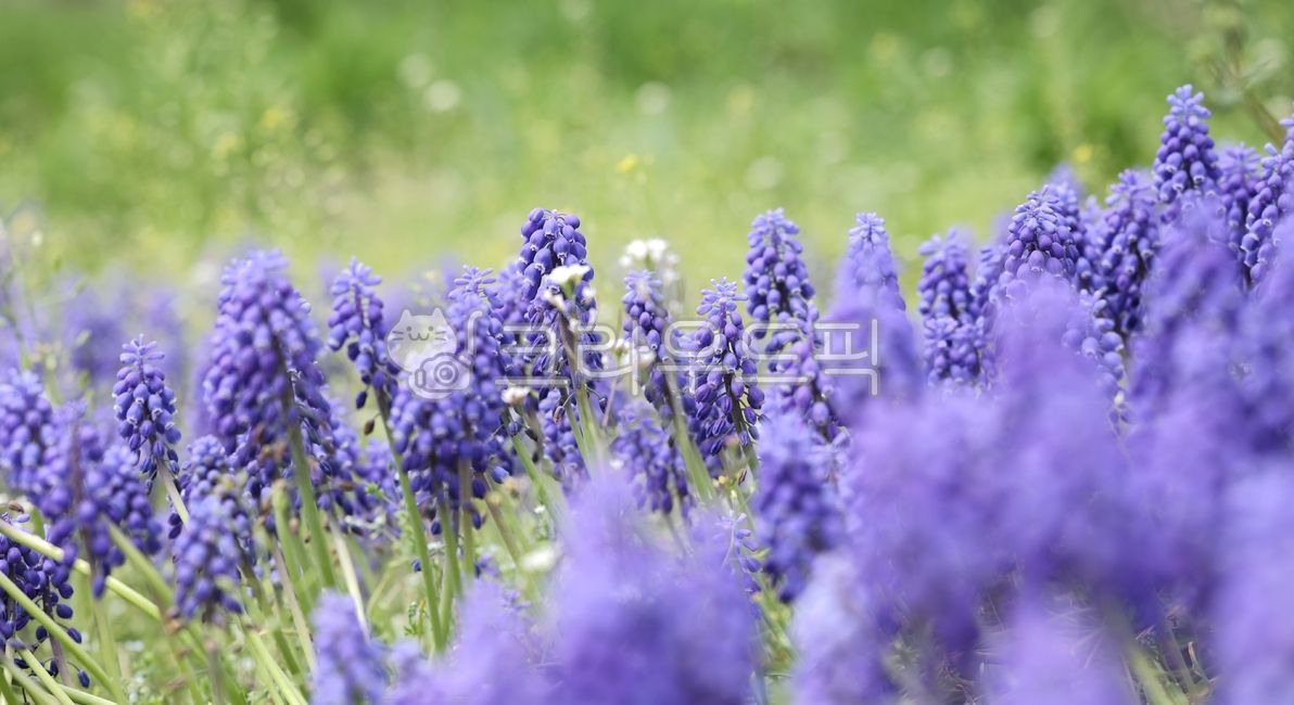 spring,spring flowers,muscari,grapehyacinth,Muscari,bulb plant,flower