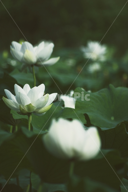 연꽃,녹색,흰연꽃,lotus,자연,식물,배경,예쁜,가든,연못,여름,수초,화단,수련과,flower,garden,summer,beautiful,flowers,plants,nature,season,whitelotus