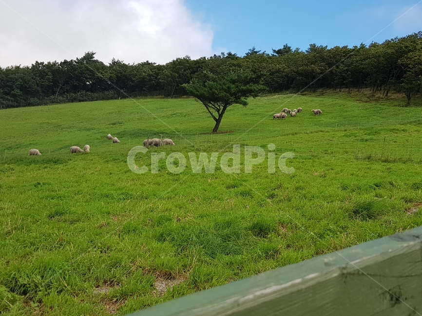 field,들,nature,자연,grassland,옥외,outdoors,목초지,양떼목장,양,동물,식물,들판