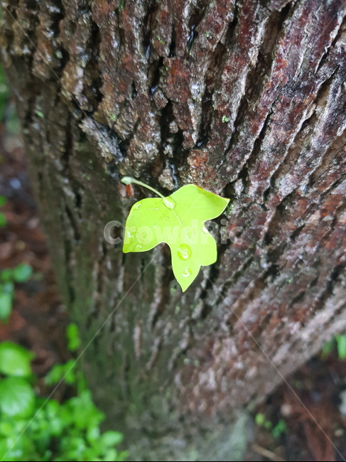 아침,나뭇잎,소나기,상쾌함,새벽녘
