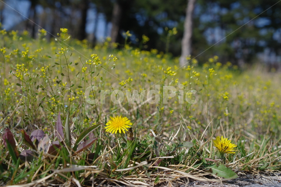 민들레,꽃,봄,자연,spring