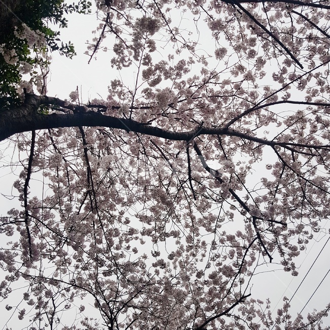 plant,식물,tree,나무,cherryblossoms,벚꽃,flower,꽃,cherryblossomtrees,acherrytreeinfullblossom,벚꽃나무