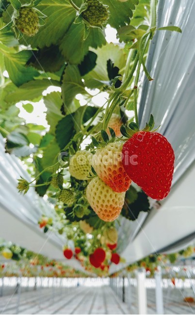 딸기,농장,꽃,줄기,온실,과일,열매,fruit,산업,industry,industrial,농업,농사,agriculture,farming,farming industry