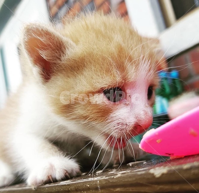 포유류,cat,animal,동물,pet,착한애,mammal,고양이새끼,고양이,귀여움,깜찍,동물,animal,포유류,mammal,고양이,cat,kitten,kitty