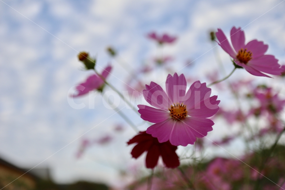 코스모스,가을,하동,배경화면,꽃사진,가을,계절,fall,autumn,season,식물,자연,plants,nature,꽃,flower,plant