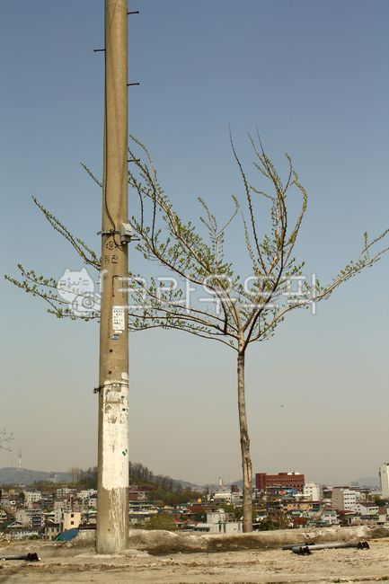 달동네,산동네,나무,전봇대,하늘
