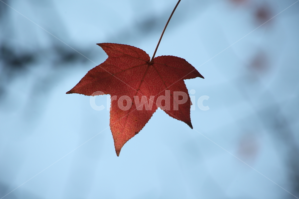단풍,미국풍나무,가을,liquidambarstyraciflua,sweetgum,가을,계절,fall,autumn,season,식물,자연,plants,nature,leaf,잎,plant,tree,나무