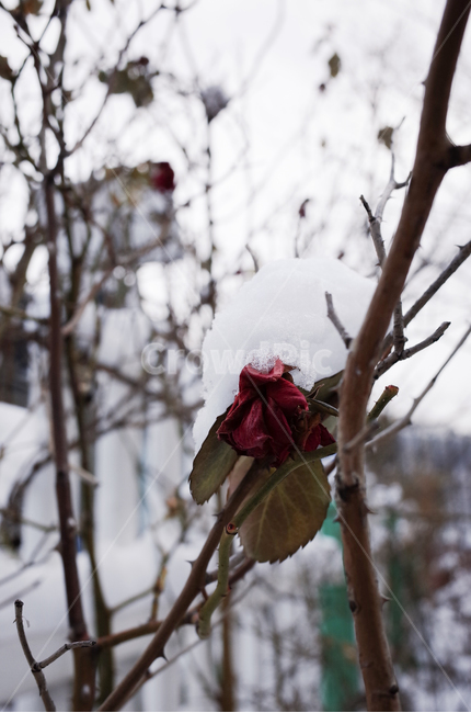 겨울,장미,마른장미,눈,첫눈,겨울감성,winter,snow,rose,겨울,계절,winter,season,식물,자연,plants,nature,꽃,flower