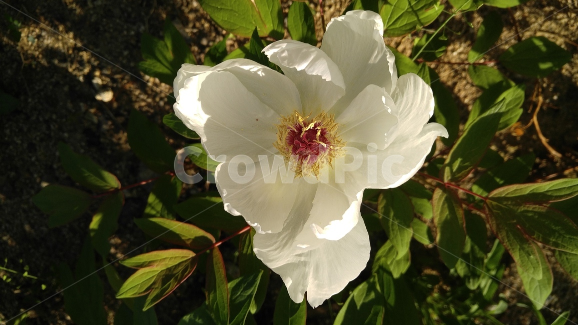 백작약,흰꽃,하얀꽃,흰색,꽃,식물,whiteflowers,white,flower,plant