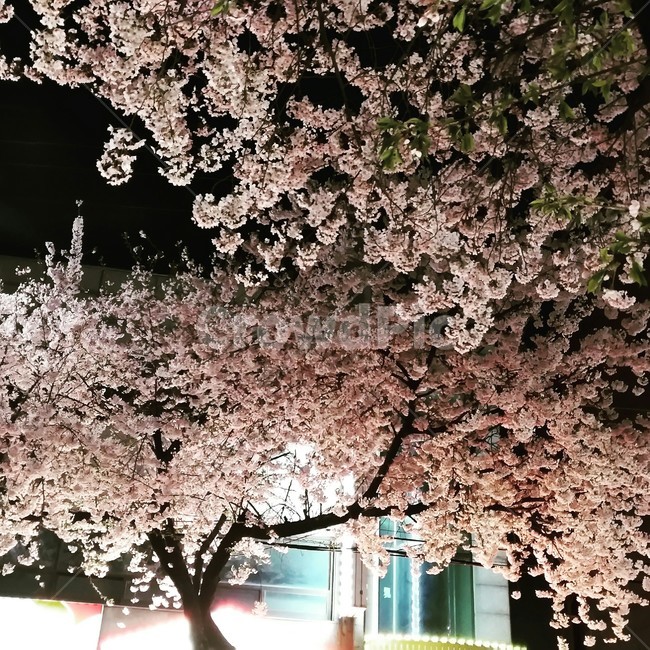 벚꽃,밤벚꽃,밤풍경,분홍빛,데이트