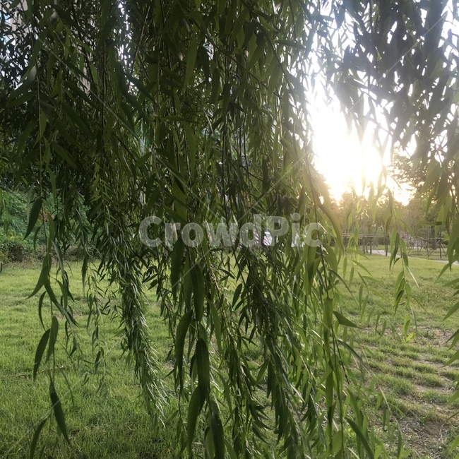 나무,햇살,초록색,자연,풍경,식물,자연,plants,nature,나무,trees,wood