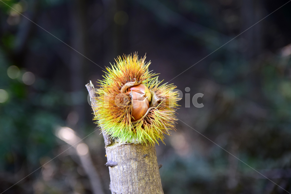 밤송이,가시,밤송이가시,밤나무,밤,밤알,알밤,열매,fruits,chestnut,가을,계절,fall,autumn,season,과일,열매,fruit,plant,식물