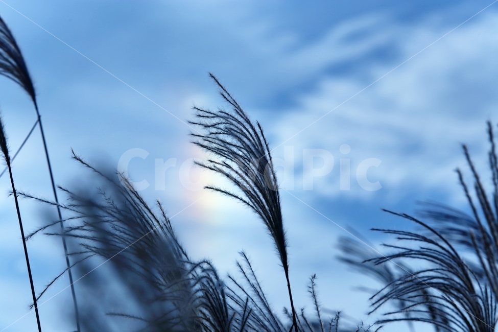 억새,채운,자연,하늘,가을,여행,하늘공원,파란,구름,무지개,nature,blue,sky,autumn,fall,가을,계절,fall,autumn,season,자연,풍경,nature,landscape,감성,sensible,feeling,grass,잔디,plant,식물,lawn,reed,갈대