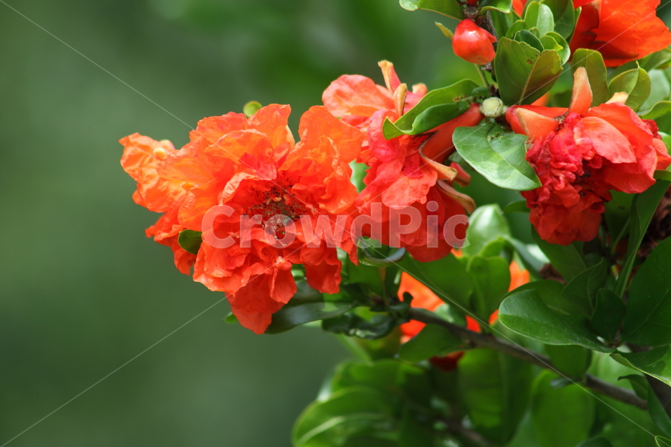 flower,꽃,석류꽃,blossom,pomegranate,식물,자연,plants,nature,꽃,flower