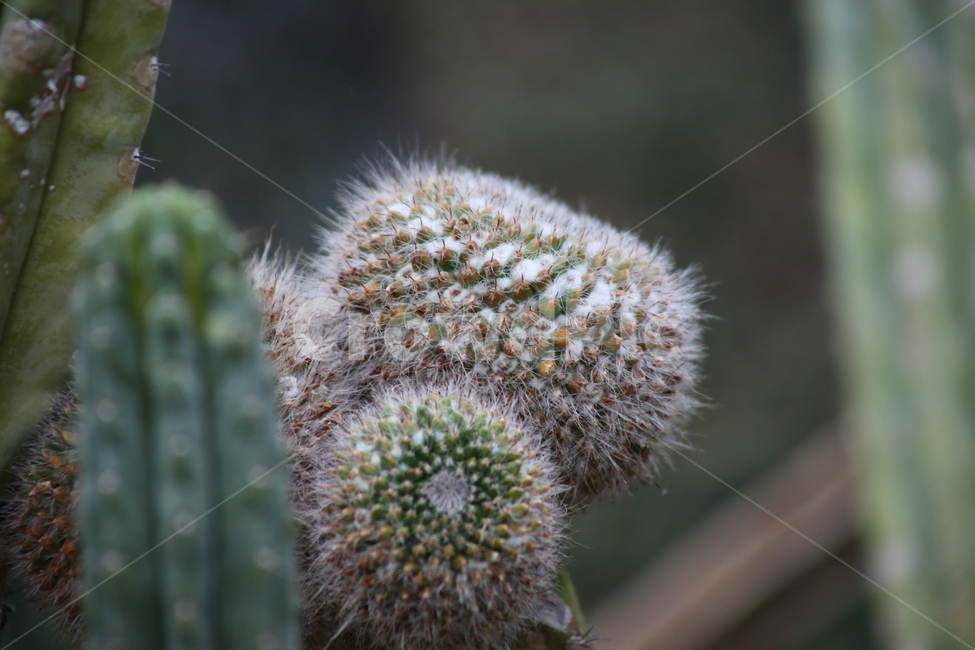 공선인장,황금공선인장,식물,온실,ballcactus,식물,자연,plants,nature