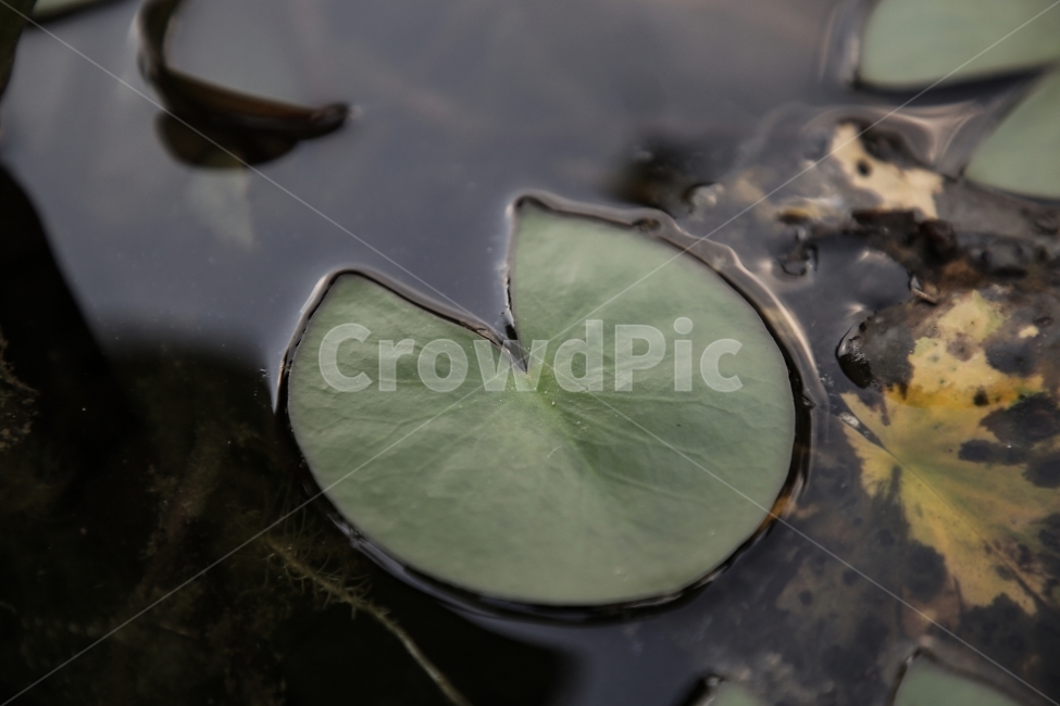 풀,연잎,물,자연,초록,식물,자연,plants,nature