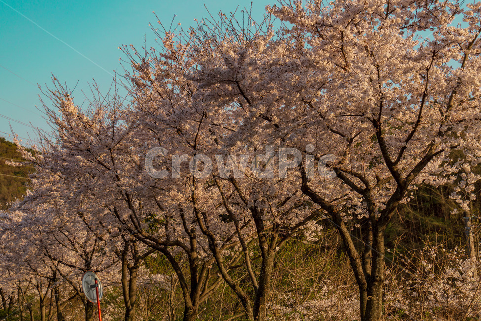 벚꽃,벚꽃길,풍경,봄,계절,하늘,꽃,벚꽃엔딩,봄,계절,spring,season,자연,풍경,nature,landscape,plant,식물