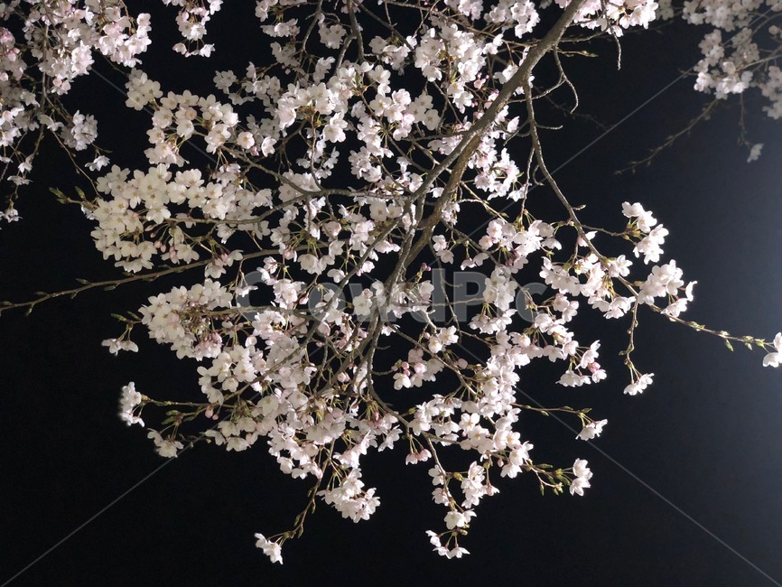 봄,밤,벚꽃,꽃,나무,봄,계절,spring,season,야경,밤,풍경,nightscape,night,landscape,식물,자연,plants,nature,꽃,flower,plant,blossom,cherry blossom