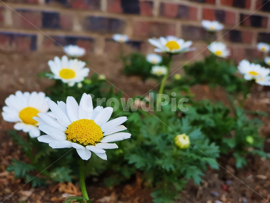 개망초,계란꽃,whitedaisyflower,화단,담벼락,꽃,식물,벽돌벽,들꽃,식물,자연,plants,nature,꽃,flower