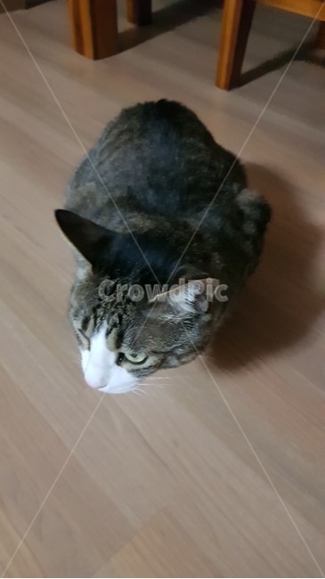 고양이,코숏,cat,집,바닥