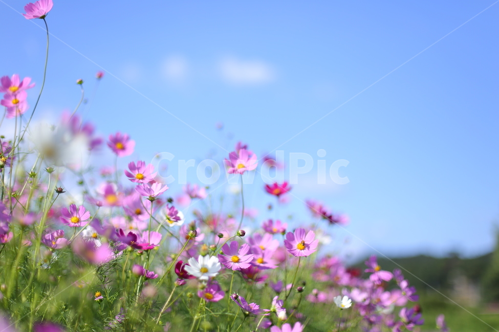 코스모스,가을,꽃,가을꽃,꽃밭,야외,가을풍경,색감,flowers,fall,가을하늘,하늘,구름,가을,계절,fall,autumn,season,식물,자연,plants,nature,꽃,flower,spring,봄,outdoors,옥외,grassland,목초지,field,들