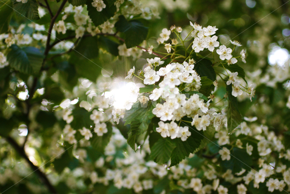 꽃나무,꽃구경,햇살,작은꽃,흰색꽃,mallflower,귀여운꽃,새벽풍경,녹색,나무,sunshine