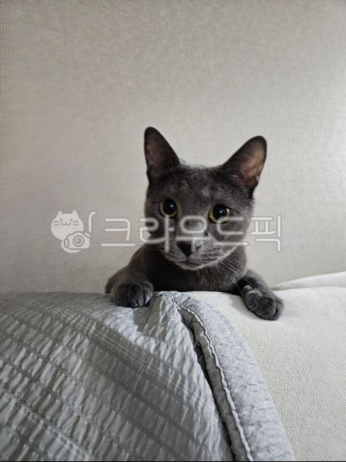 러시안블루,귀여운고양이,고양희씨,animal,동물,cat,고양이,포유류,pet,애완동물