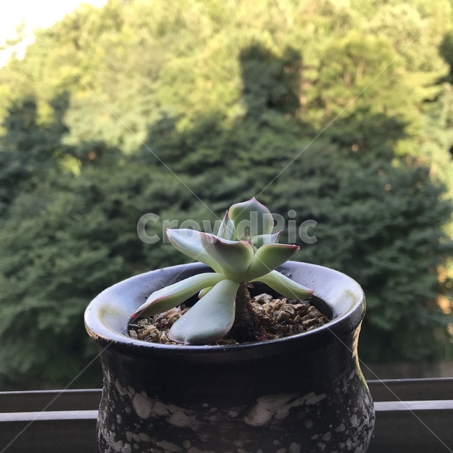 식물,화분,자연,다육,초록,다육이,다육식물,햇살,감성,흙,창문,plants,green,nature,flowerpot,sun,sunbeam,window,soil,emotional,plant