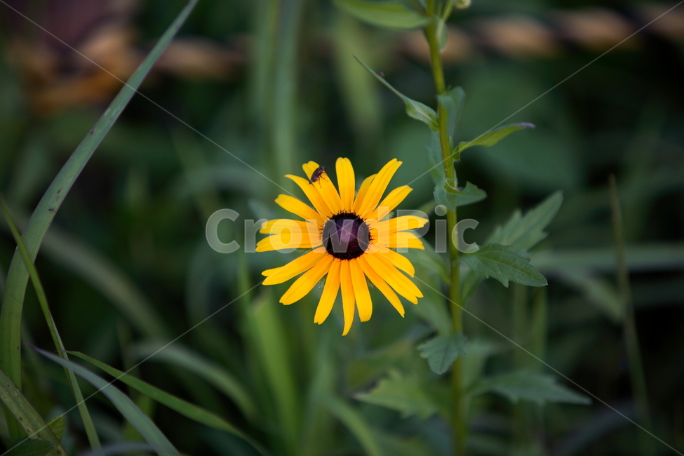 꽃,노란꽃,들꽃,식물,자연,식물,자연,plants,nature,꽃,flower
