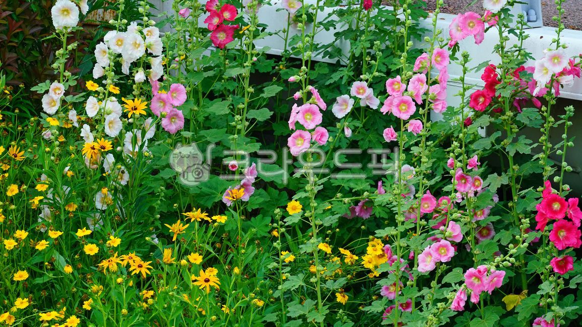 접시꽃,꽃,식물,공원,hollyhock,rosemallow,green,flower,plant,park