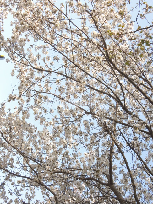 봄,벚꽃,하늘,계절,자연,꽃잎,spring,cherryblossom,sky,season,flower,branch,tree