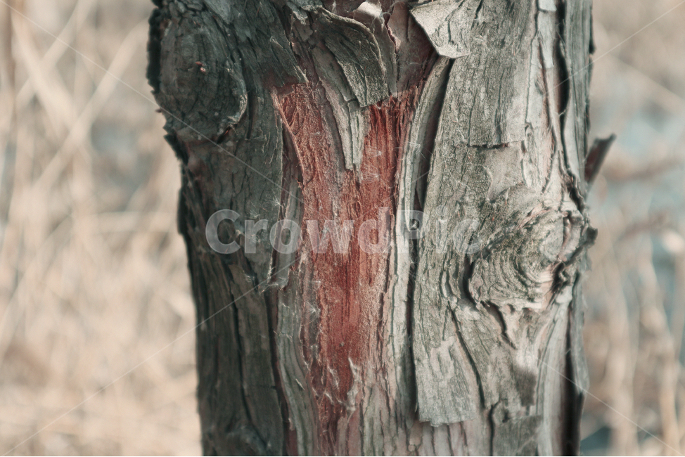 식물,tree,나무,wood,질감,나무,trees,wood