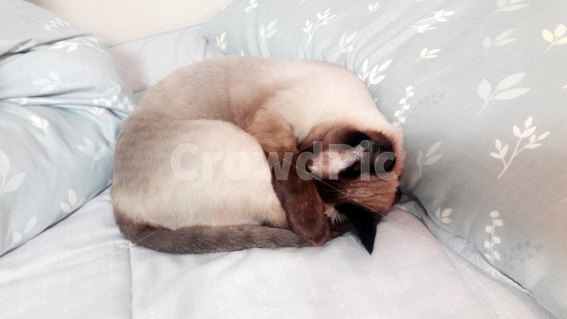 고양이,샴고양이,고양이확대범,고양이눈,반려묘,동물,animal,포유류,mammal,고양이,cat,kitten,kitty