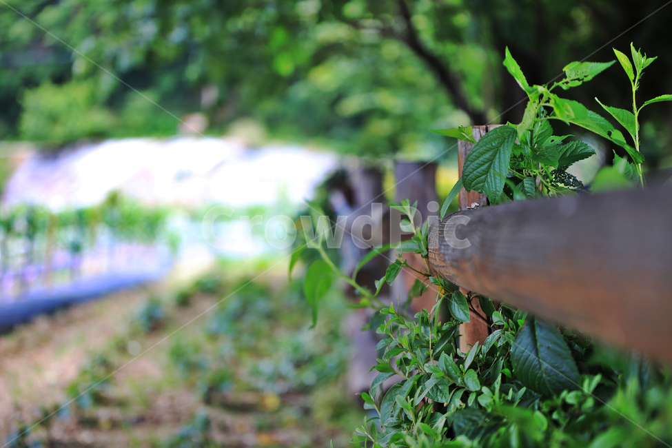 울타리,식물,풍경사진,강성사진,자연풍경,자연,풍경,nature,landscape,식물,plants,potted plant,화분,jar,항아리,pottery,도기류,plant,leaf,잎,herbs,허브,planter,파종기