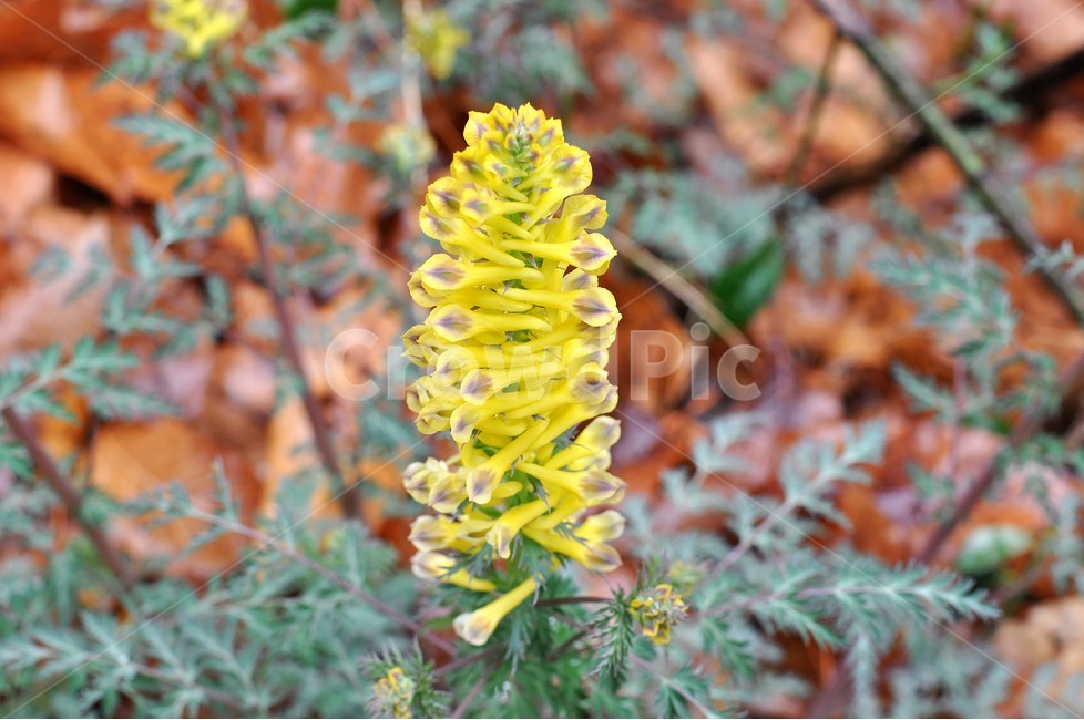 노란꽃,자연,식물,접사,정원,식물,자연,plants,nature,꽃,flower