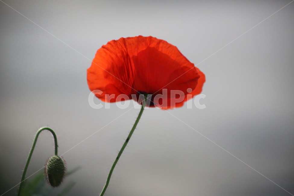 꽃양귀비,개양귀비,양귀비,꽃,poppy
