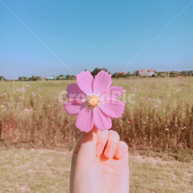 코스모스,꽃,꽃밭,분홍색,손,하나,한송이,자연,식물,plant