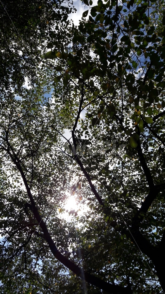 그늘,시원함,하늘,더위,인천대공원,식물,자연,plants,nature,나무,trees,wood