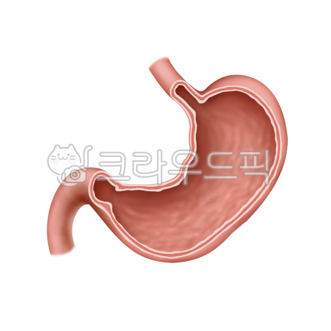 fire extinguisher,anatomy,Medical illustration,stomach,medicine,duodenum,humanbody,Medicine,Camouflage,interest,internalorgan,pancreas,long time,illustration,hospital