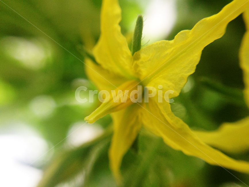 식물,꽃,토마토꽃,노란꽃,접사컷,식물,자연,plants,nature,꽃,flower