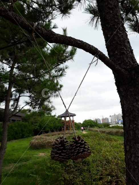 솔방울,산책,산림,공원,바람,자연,식물,자연,plants,nature,나무,trees,wood