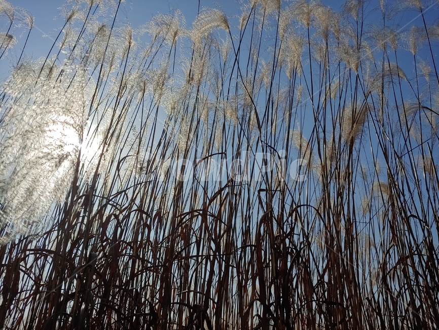 가을,억새,갈대,오후,풀,따사로움,하늘,식물,자연,plants,nature